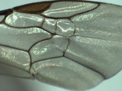 Lasioglossum sp.